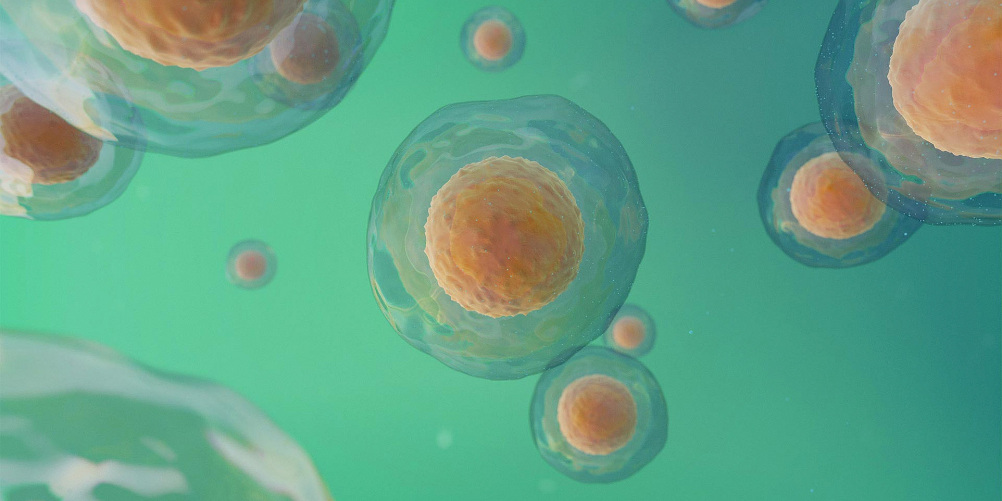 Validating Absorbance 96 Application for XTT Assay Using the instaCELL® Cytotoxicity Kit (XTT) Journal Byonoy